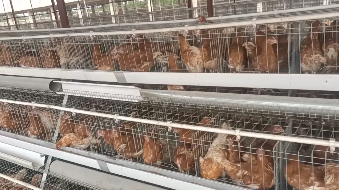 Nwaba Estate Farms, the real deal
